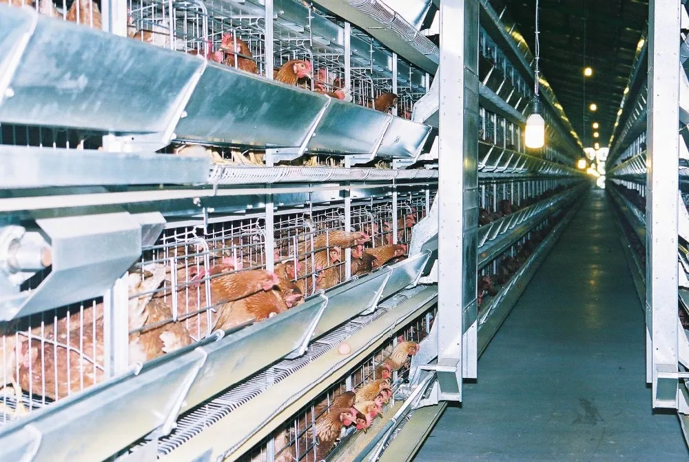 H Type Layer Cage Chicken Poultry Cage For Automatic Feeding And