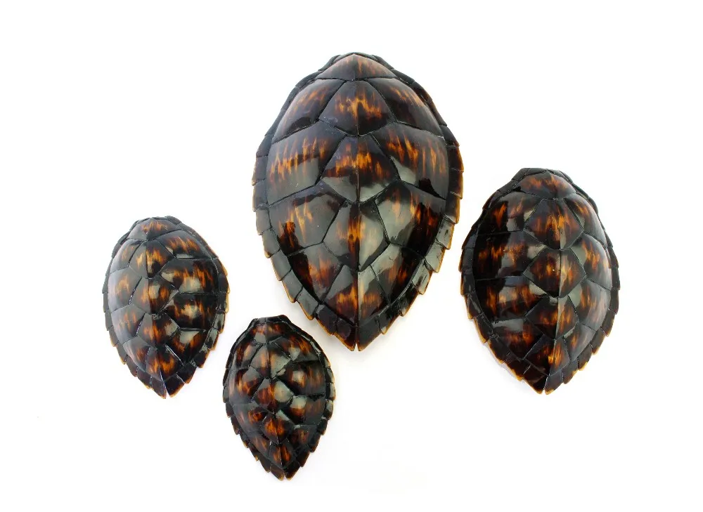 Turtle Shell Base Home Decoration with Metal SCULPTURE Artificial Europe Resin Craft Animal 30% Deposit CF1150242 Lifelike supplier