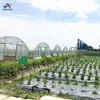 Single-span tunnel tomato greenhouse
