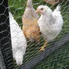 Hexagonal wire mesh & Chicken coop wire netting manufacturer