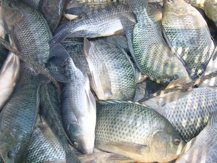 Good Quality Farmed Frozen Tilapia