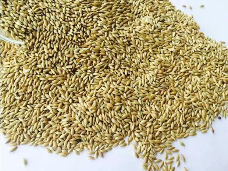 Canary seed for birds feed seeds