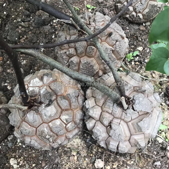 Dioscorea elephantipes (6).jpg