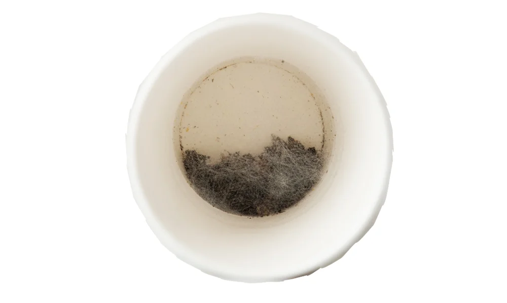 Wholesale Chinese FDA certification instant organic cup bottom oolong loose tea - 4uTea | 4uTea.com