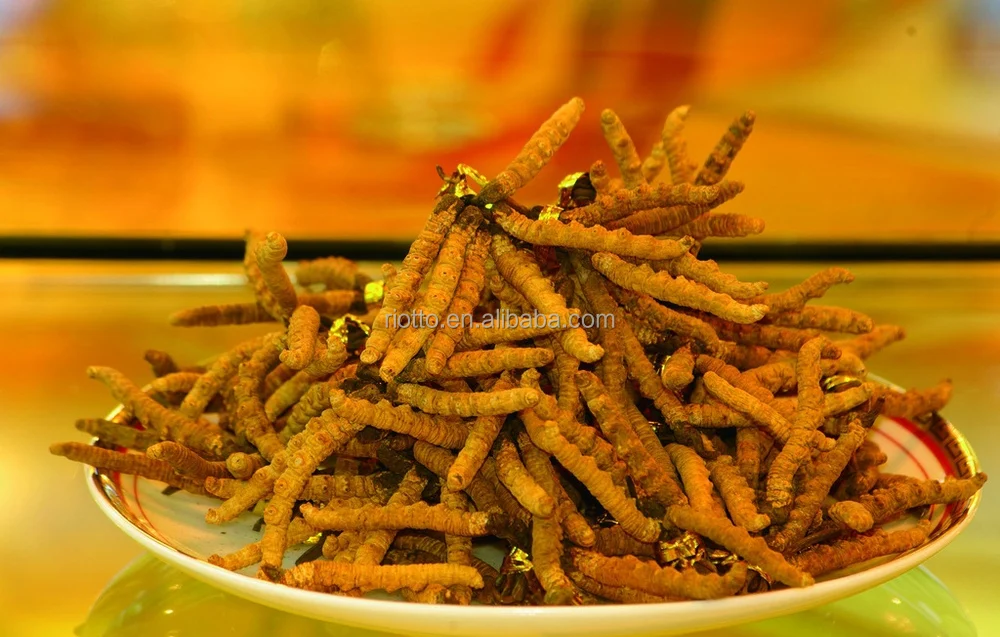 Cordyceps extract (15).jpg