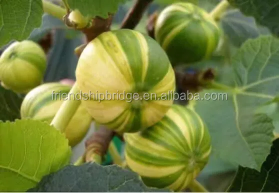 Ficus carica Linn6.jpg