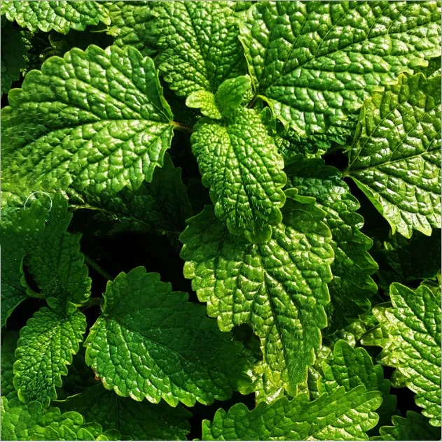 lemon balm leaves (2).jpg