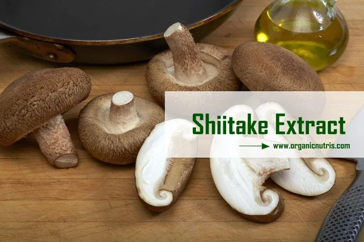 Factory Supply Shiitake Extract 1050 Lentinan Buy Lentinan