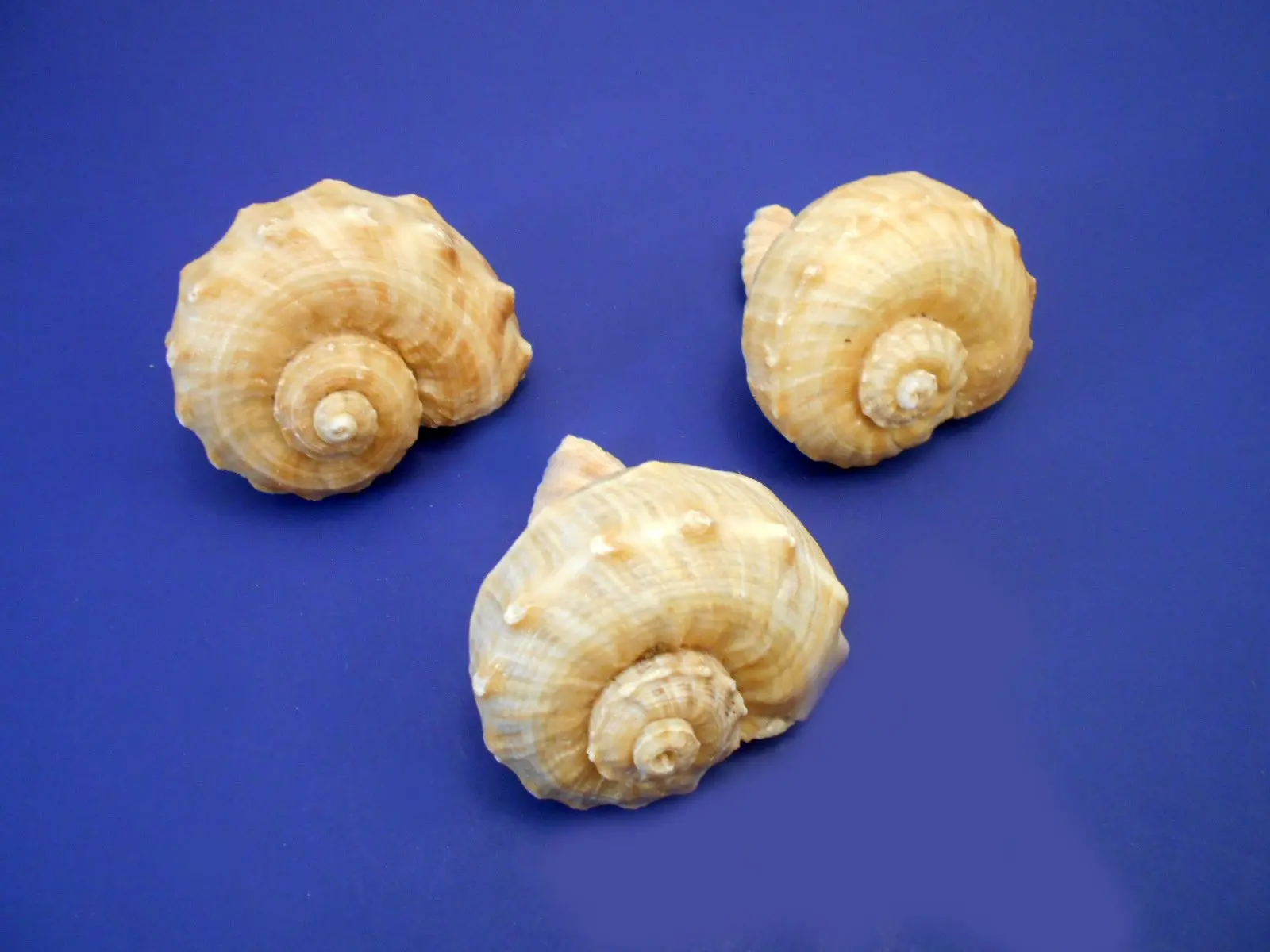 Florida Shells and Gifts Inc. 3 Large Rapana Whelk Shells Seashells 2"- 3" Sea Shell Hermit Crab Beach Nautical