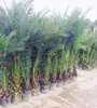 Good price Date Palm in bag