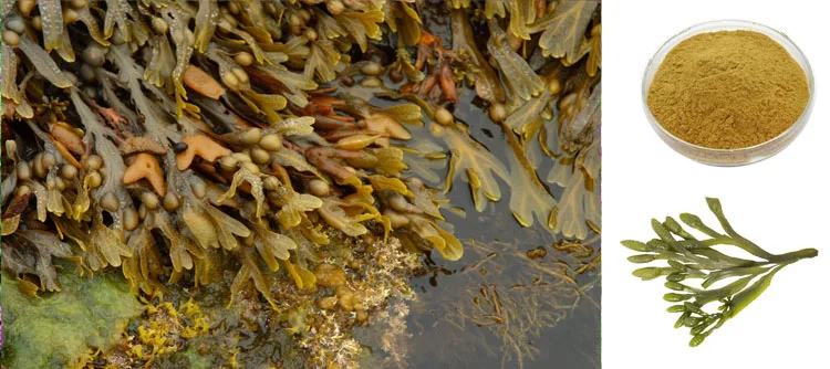factory supply natural bladderwrack extract powder