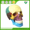 Human colored skull model /Biological anatomy