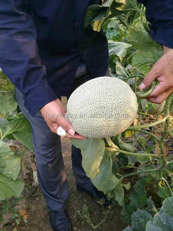 50 Graines NT de MELON Cantaloup Sucrée Orange Foncé Très Juteuse