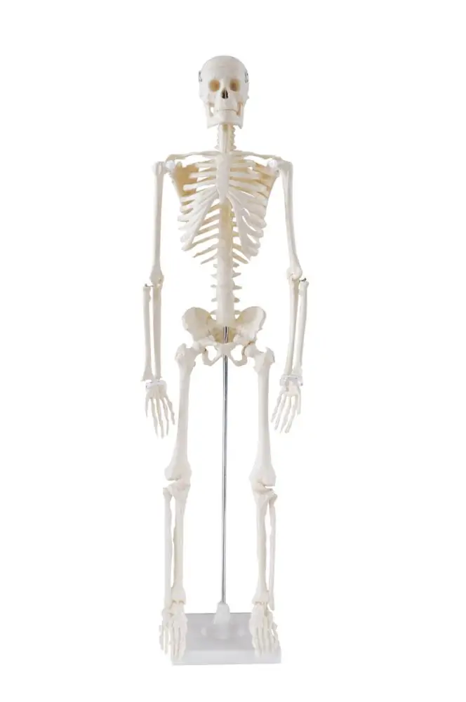 High Quality 85cm Plastic Human Skeleton Model For Teaching Model - Buy ...