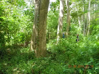  Gmelina  Arborea blanco Teca Madera Aserrada Buy Gmelina  