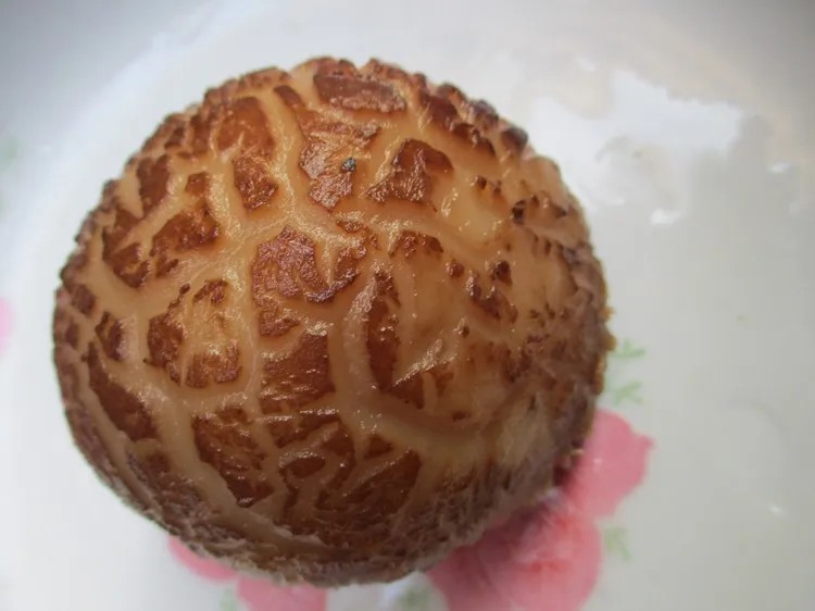 茶花菌