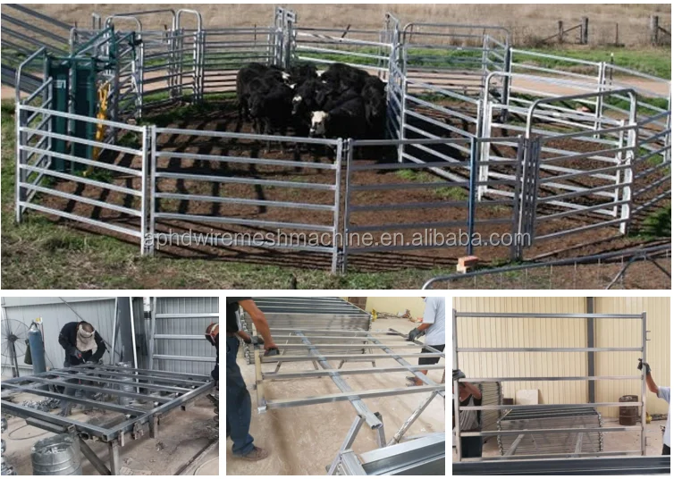 cattle panel3.png