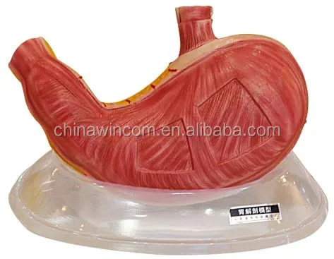 stomach dissection model,stomach model,pvc stomach model