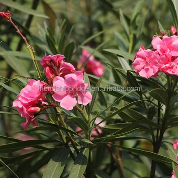 Lục Bát Hoa ĐV - Page 14 Best-Price-Nerium-oleander-Nerium-indicum-Mill.jpg_350x350