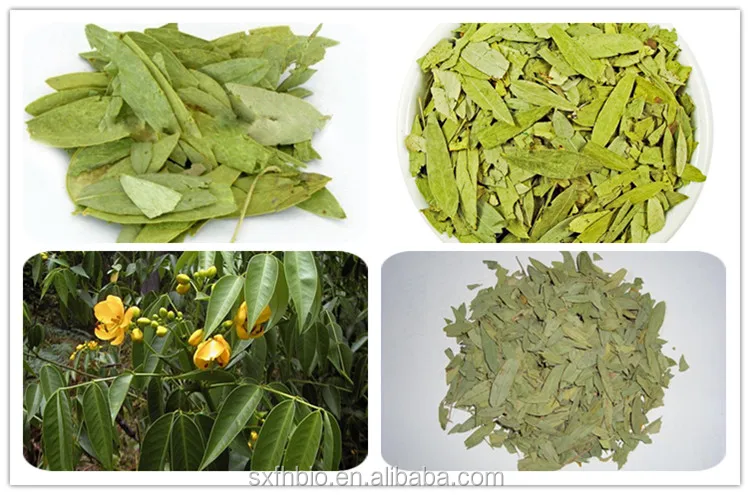 Senna Leaf Extract 20% Sennoside A And B Powder - Buy Sennoside