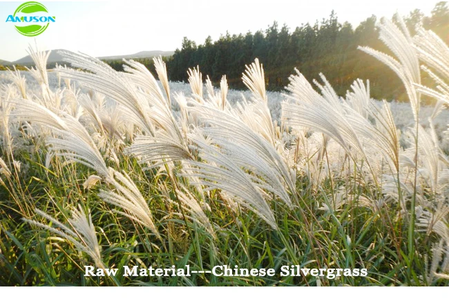 Straw Grass Broom