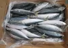Frozen Mackerel Fillets - Pacific Hake Fish-Salmon Fish
