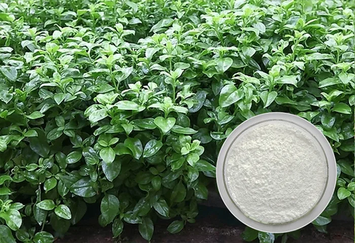 Natural andrographis paniculata extract powder