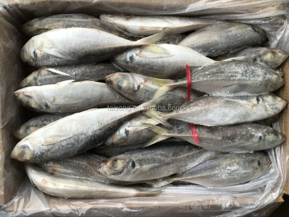 用于非洲市场的冷冻鲜鱼马mackerel 鱼mackerel Carapau Buy 冷冻新鲜马鲛鱼 鲅鱼干马胶鱼竹荚鱼 进口商在非洲