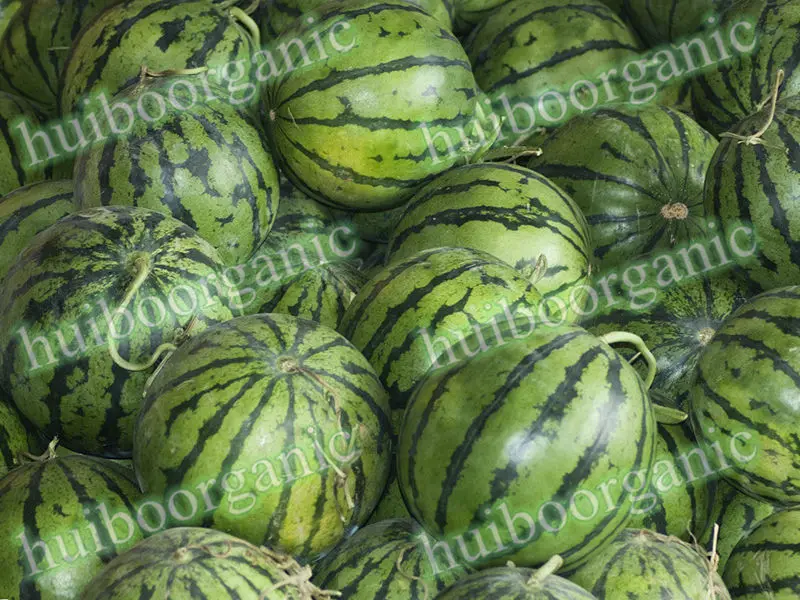 Watermelon Powder 01