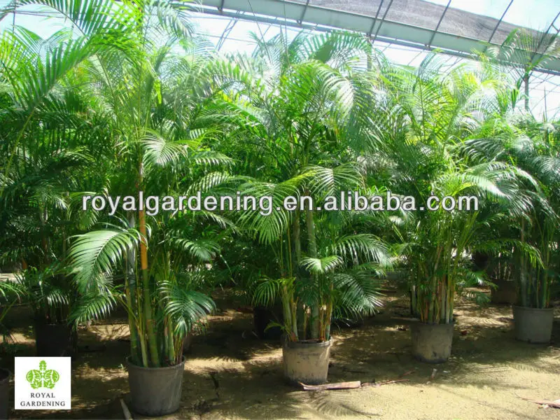 Areca Palm Chrysalidocarpus Lutescens Buy Bottle Palm Hyophorbe Lagenicaulis Chrysalidocarpus Lutescens Product On Alibaba Com