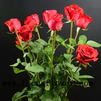 Terbaru Bunga Melati Importir Alami Bunga Mawar Segar Bunga Dari Kunming Buy Bunga Melati Importir Alami Bunga Segar Bunga Mawar Product On Alibaba Com