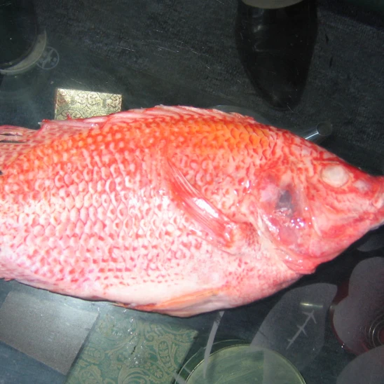 đ&ocirc;ng lạnh đỏ c&aacute; r&ocirc; phi