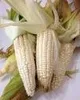 Maize Grain or corn
