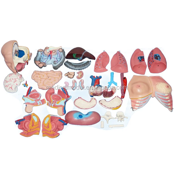 Anatomical Model Of Human Trunk In Visceral Organs