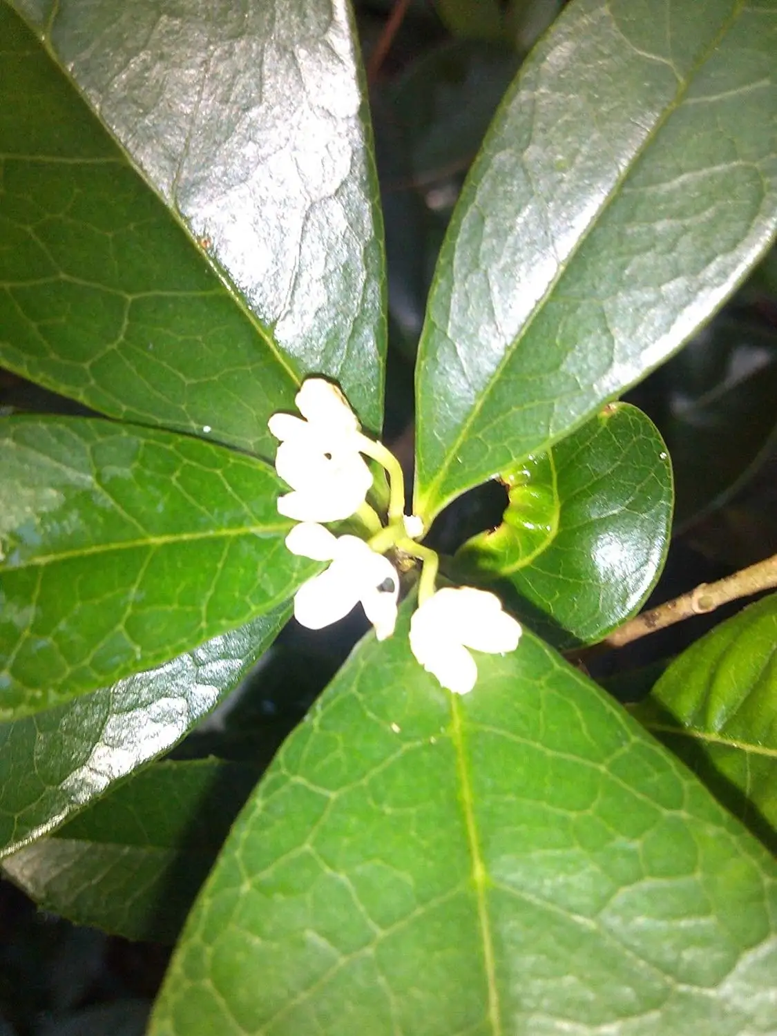 Cheap Fragrant Indoor Flowers Find Fragrant Indoor Flowers Deals On Line At Alibaba Com
