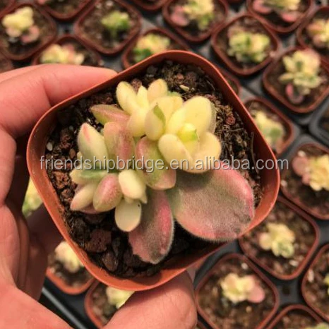 Cotyledon tomentosa 1.jpg