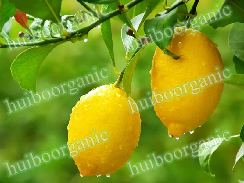 Lemon juice powder 02