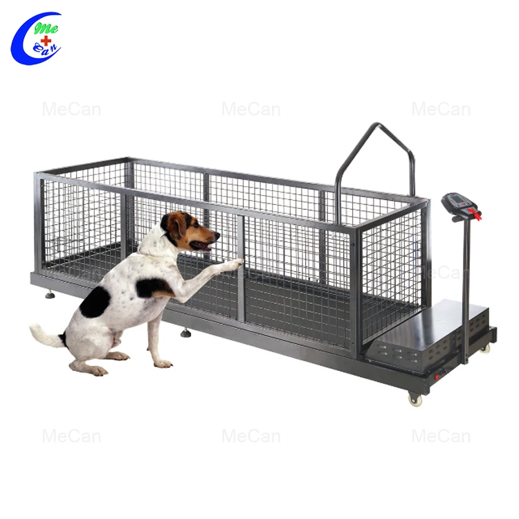 buy dog treadmill