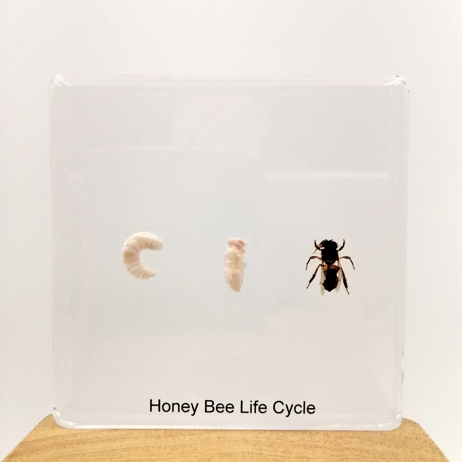 44 Koleksi Gambar Siklus Hidup Hewan Lebah Gratis Terbaik