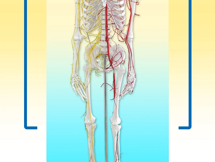 2 Skeleton model.jpg