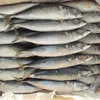 Fresh Frozen Canning Food Pacific Mackerel Fish