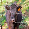 Cheap Galvanized Wire mesh Net for Sheep / Pig / Rabbit