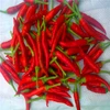 Export to USA red and green Dried hot chilli pepper