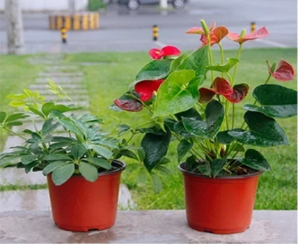 Greenhouse using bicolored small plastic flower nursery pots for seeds