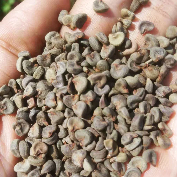 Купить Семена Гибискуса На Озон