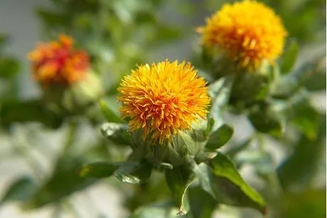 product name:safflower seed oil powder plant name:safflower