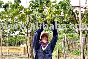 Grape Green Color Kind H2 Product On Alibaba Grape Green Color Kind H2