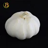 Chinese fresh elephant garlic for selling China normal fresh garlic 2016