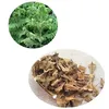Nan yang shan new arrival Outdoor Plants pinheiro da ilha norfolk seeds/araucaria seeds