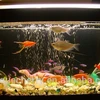 The graceful square fish tank from coffee shop